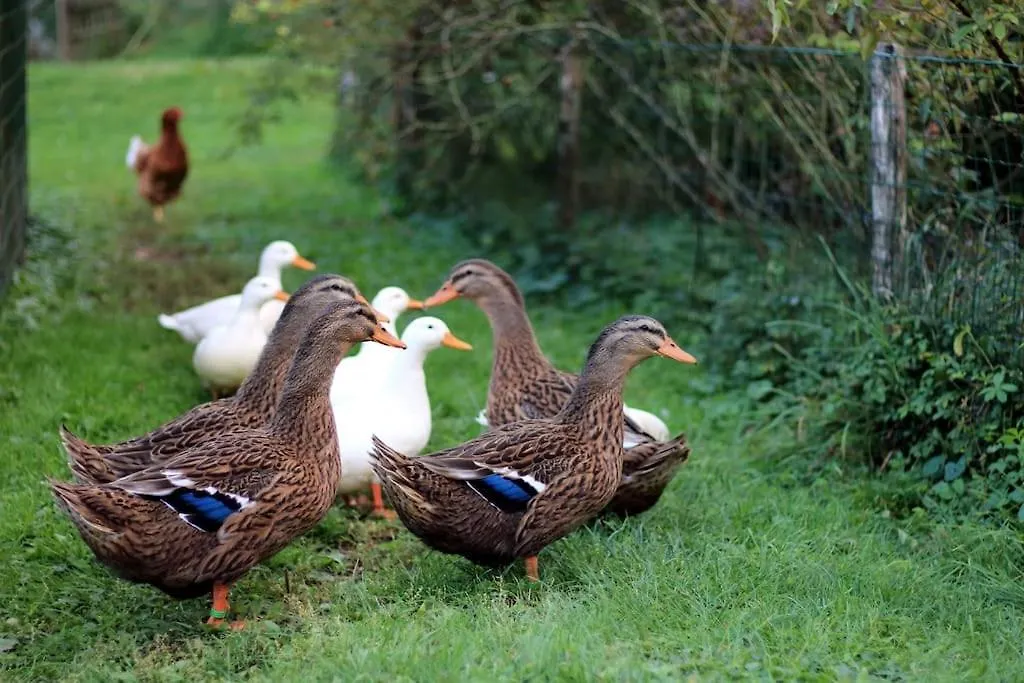 The Duck'S Cottage Φέλτρε Ιταλία