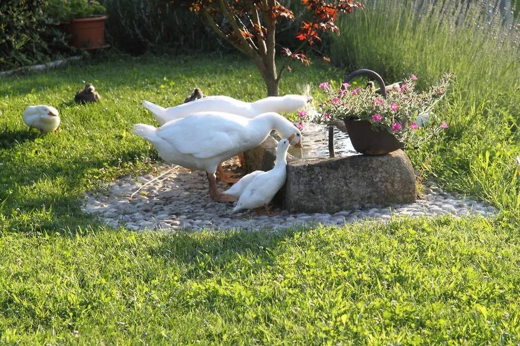 Pensjonat The Duck'S Cottage Feltre